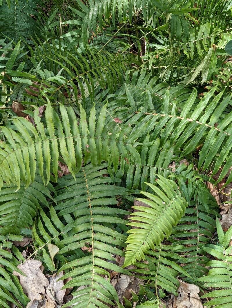 Dryopteris atrata habit