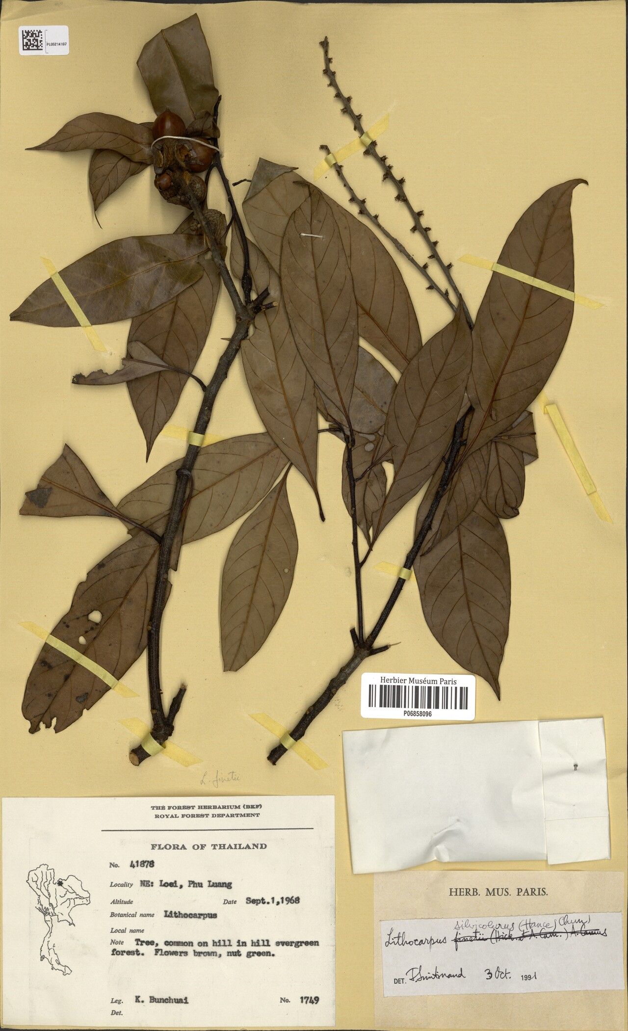 Lithocarpus silvicolarum — search result for 'Lithocarpus'