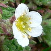 Saxifraga magellanica flower