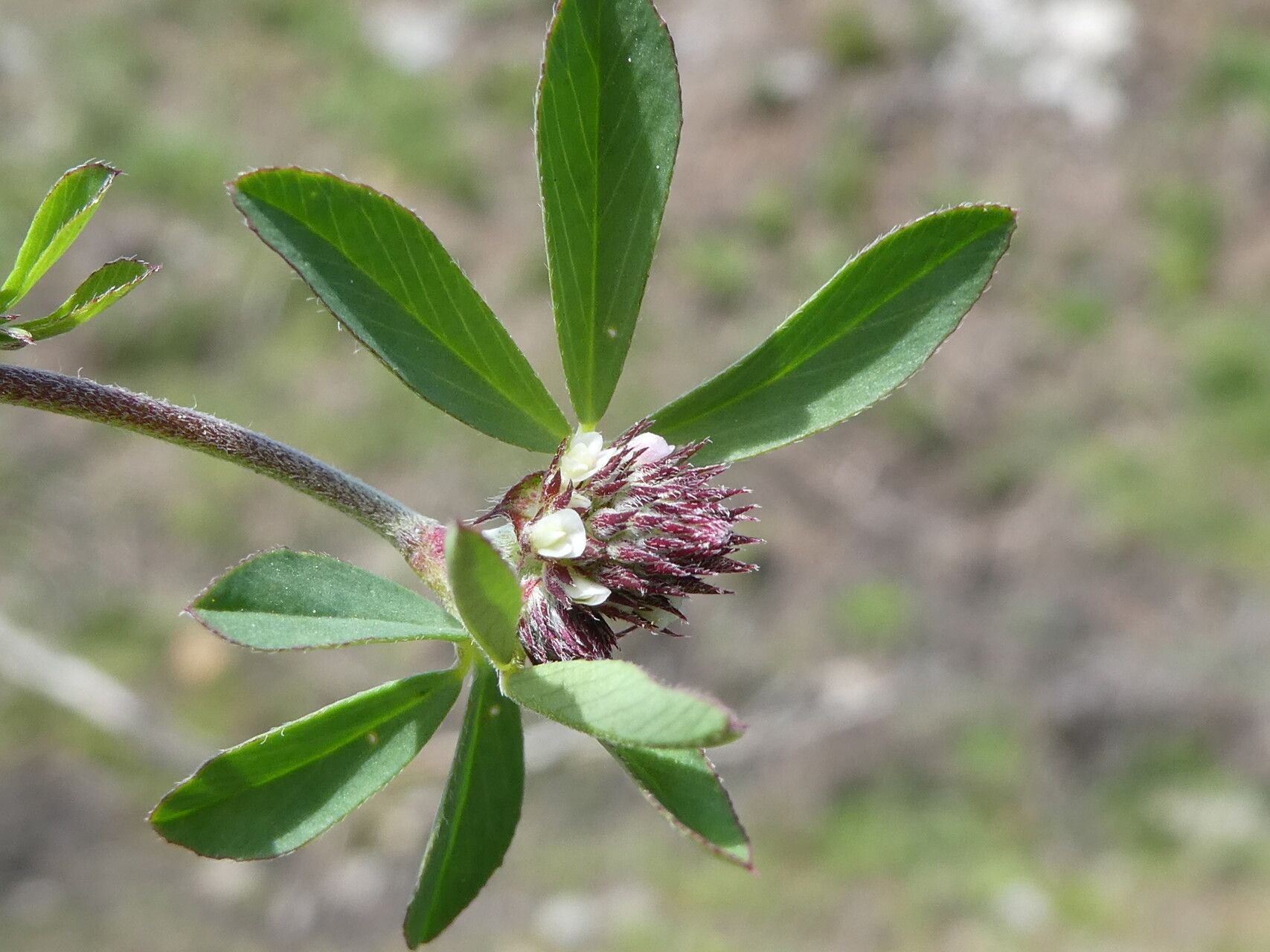 Trifolium bocconei flower