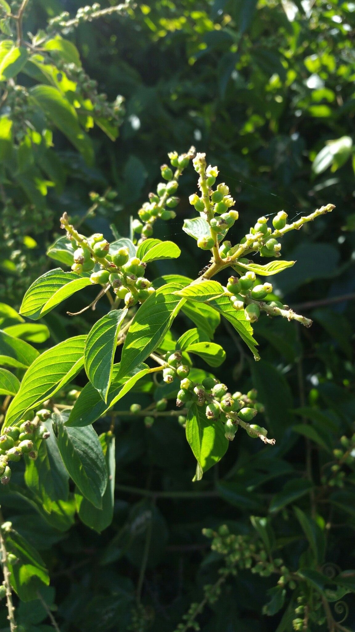 Gouania lineata fruit