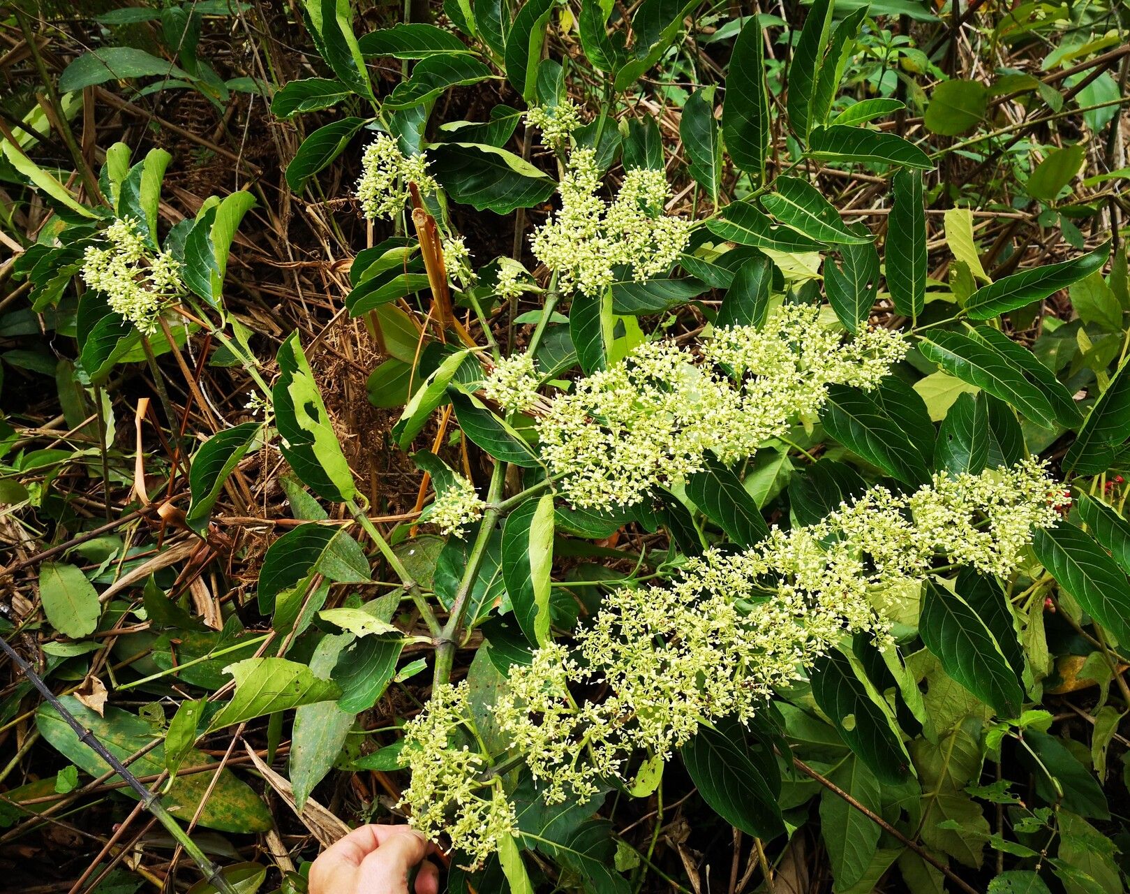 Psydrax subcordatus habit