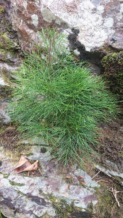 Gymnostoma nodiflorum flower