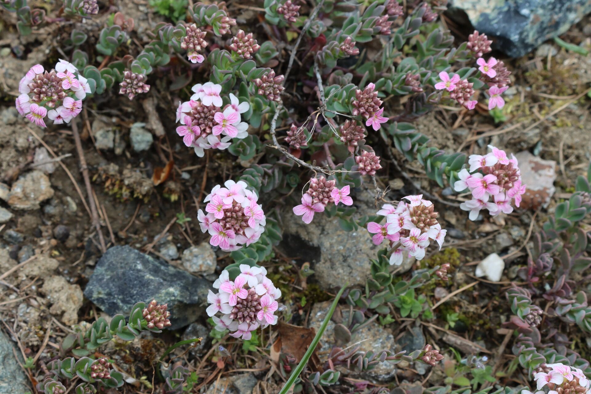 Aethionema thomasianum flower