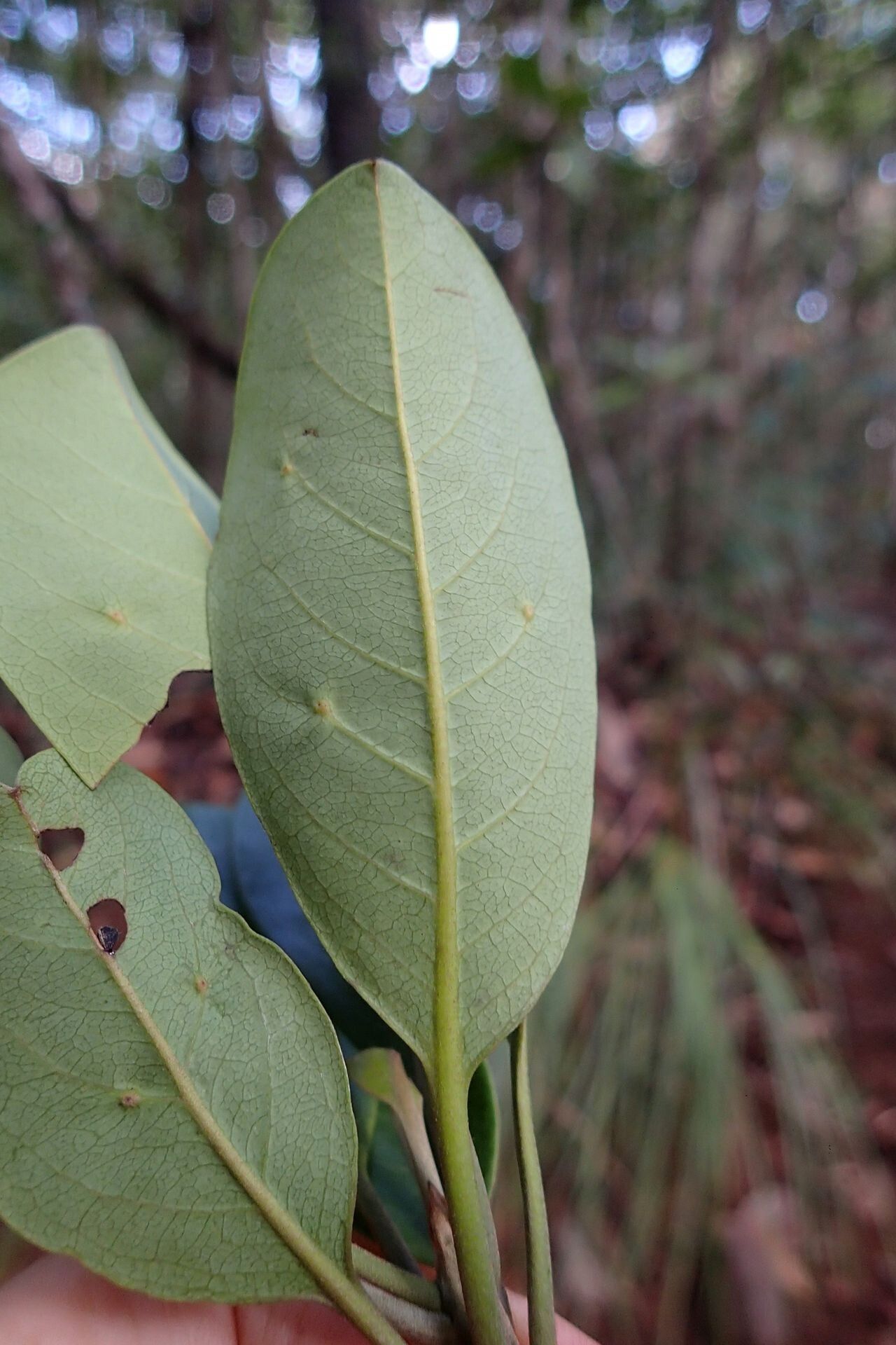 Terminalia gatopensis — search result for 'Terminalia'
