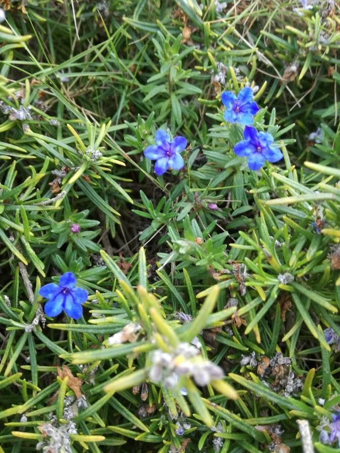 Lithodora rosmarinifolia flower