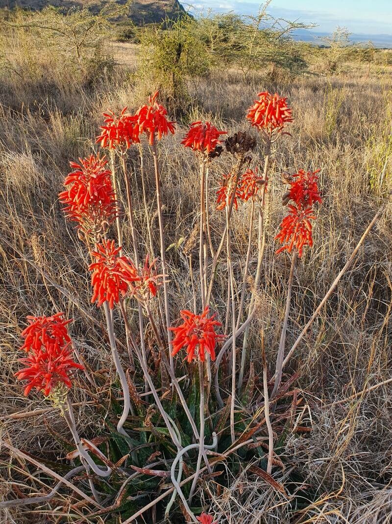 Aloe ellenbeckii flower