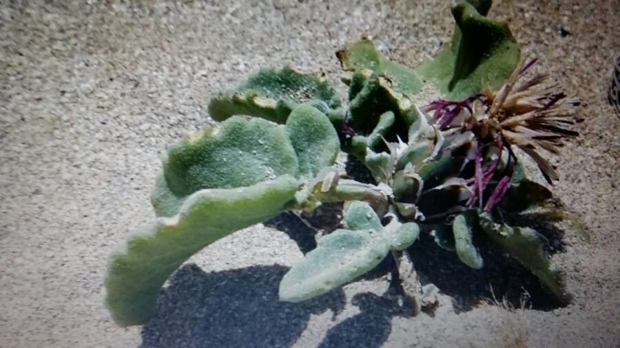 Centaurea pumilio leaf
