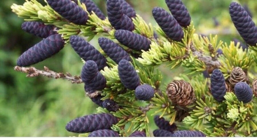 Picea purpurea — search result for 'Picea'
