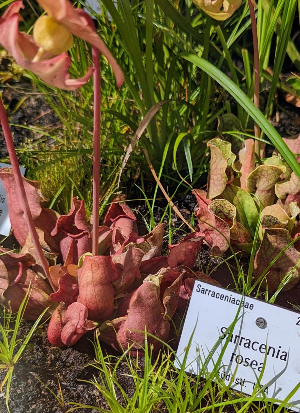 Sarracenia rosea habit
