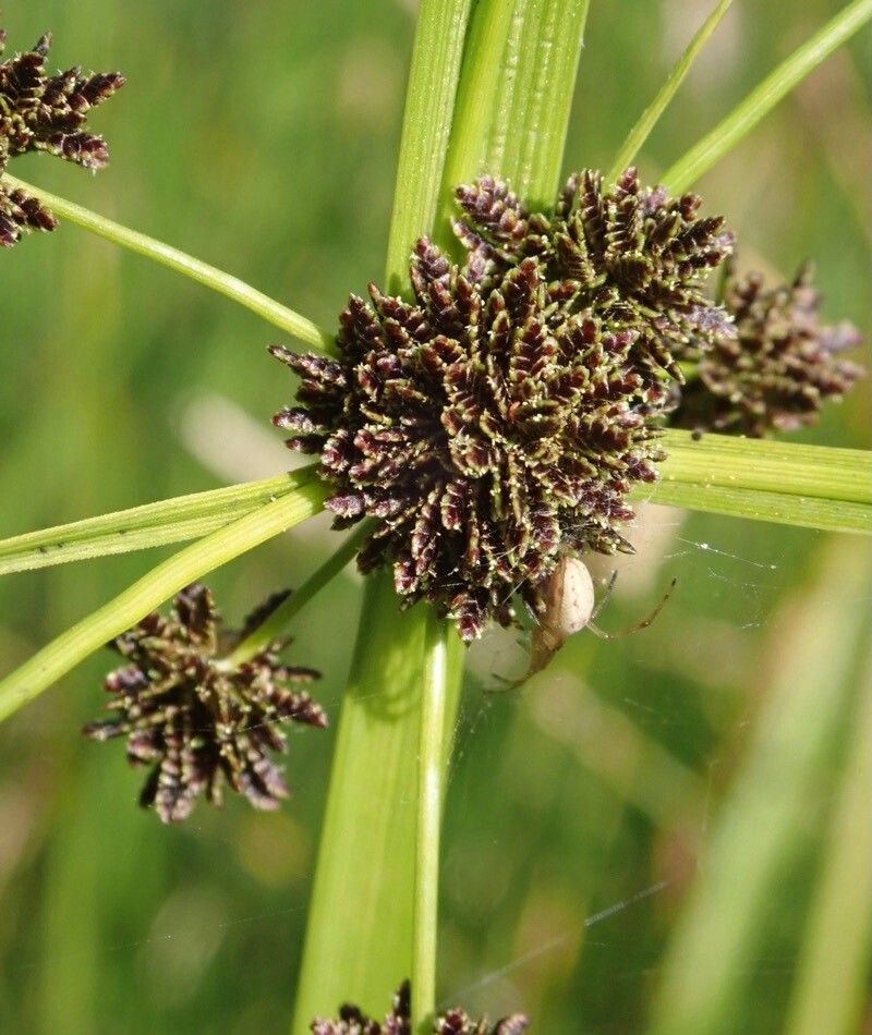 Cyperus difformis fruit