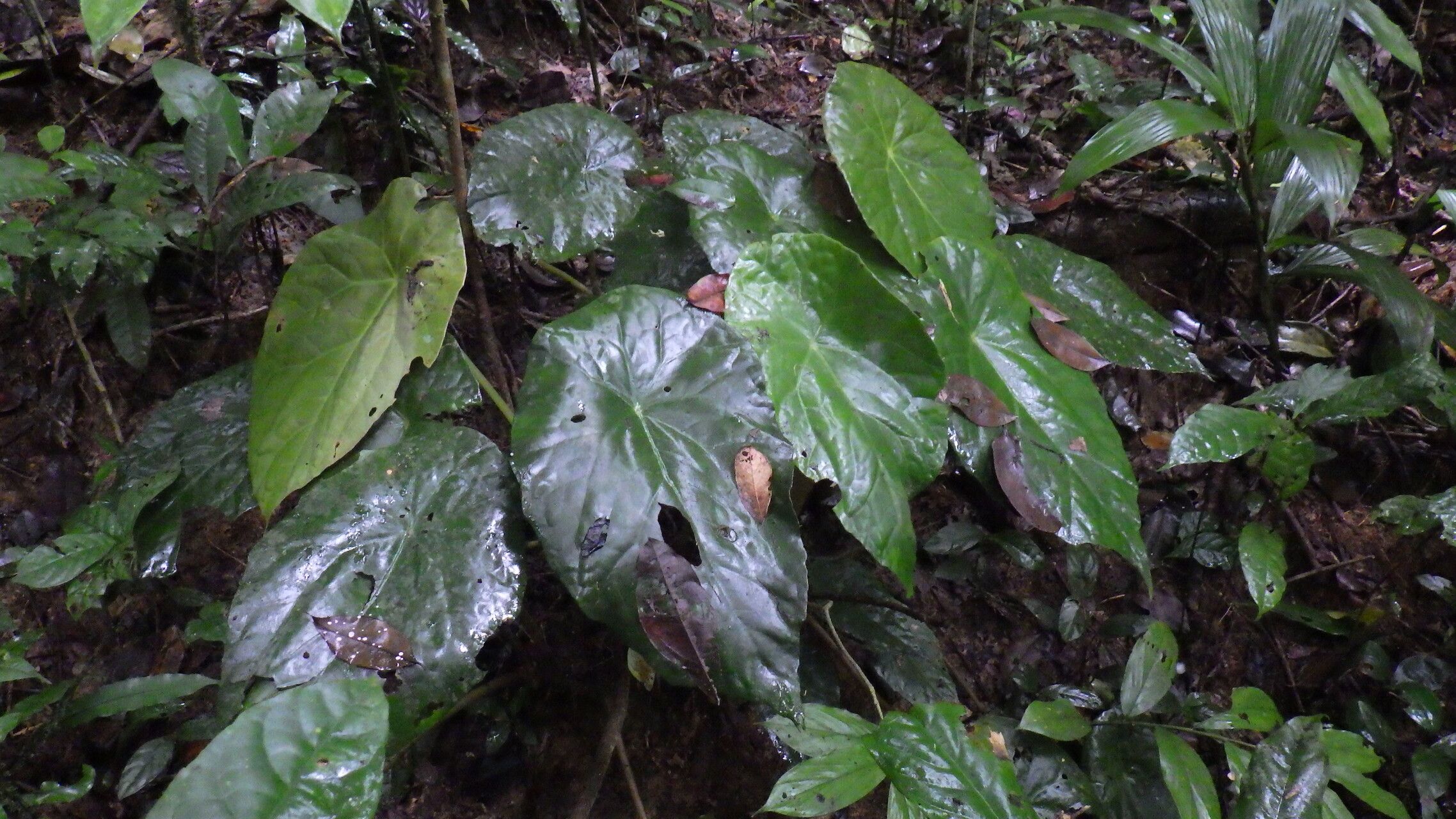 Begonia scapigera habit