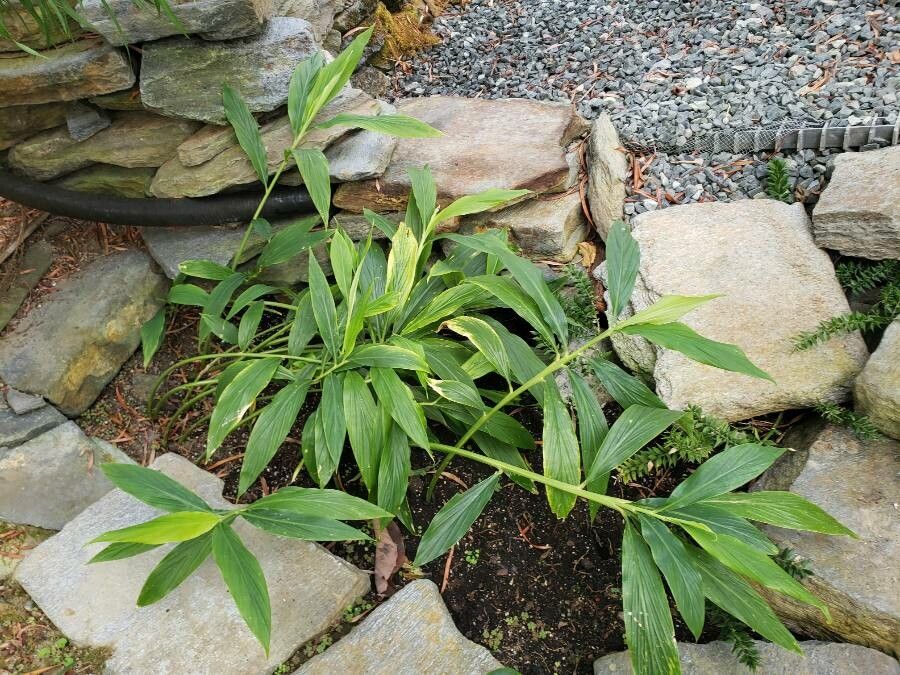 Hedychium thyrsiforme habit
