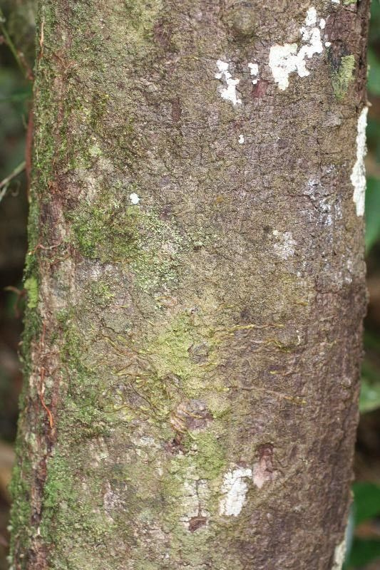 Pachira flaviflora — houseplant care guide