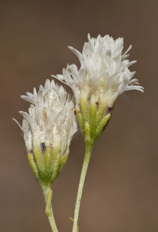 Hymenothrix loomisii flower