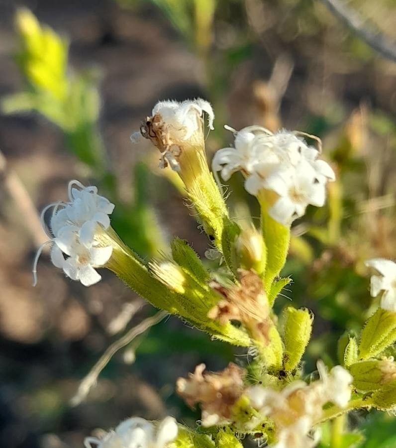 Stevia entreriensis flower