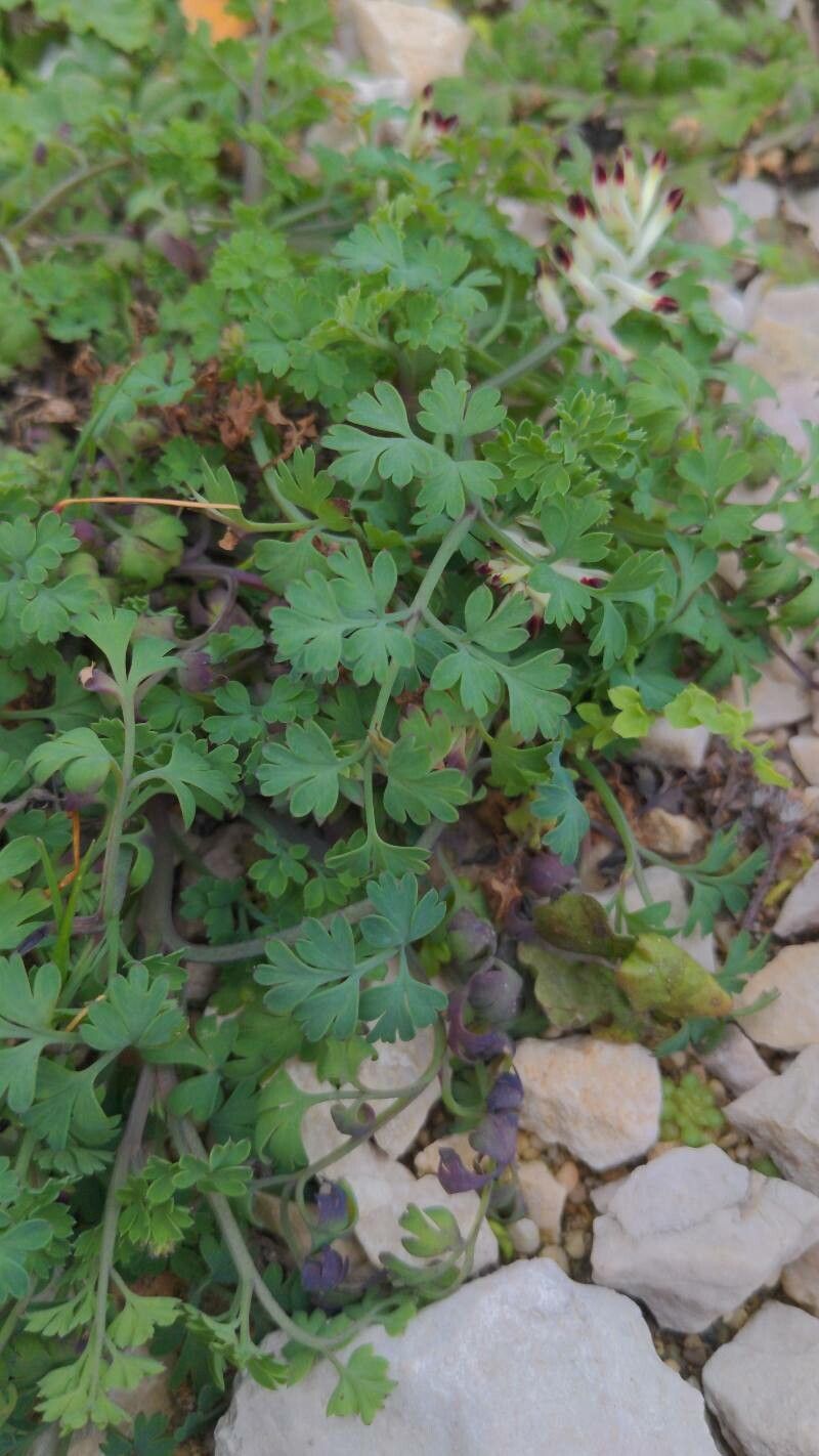 Fumaria flabellata leaf