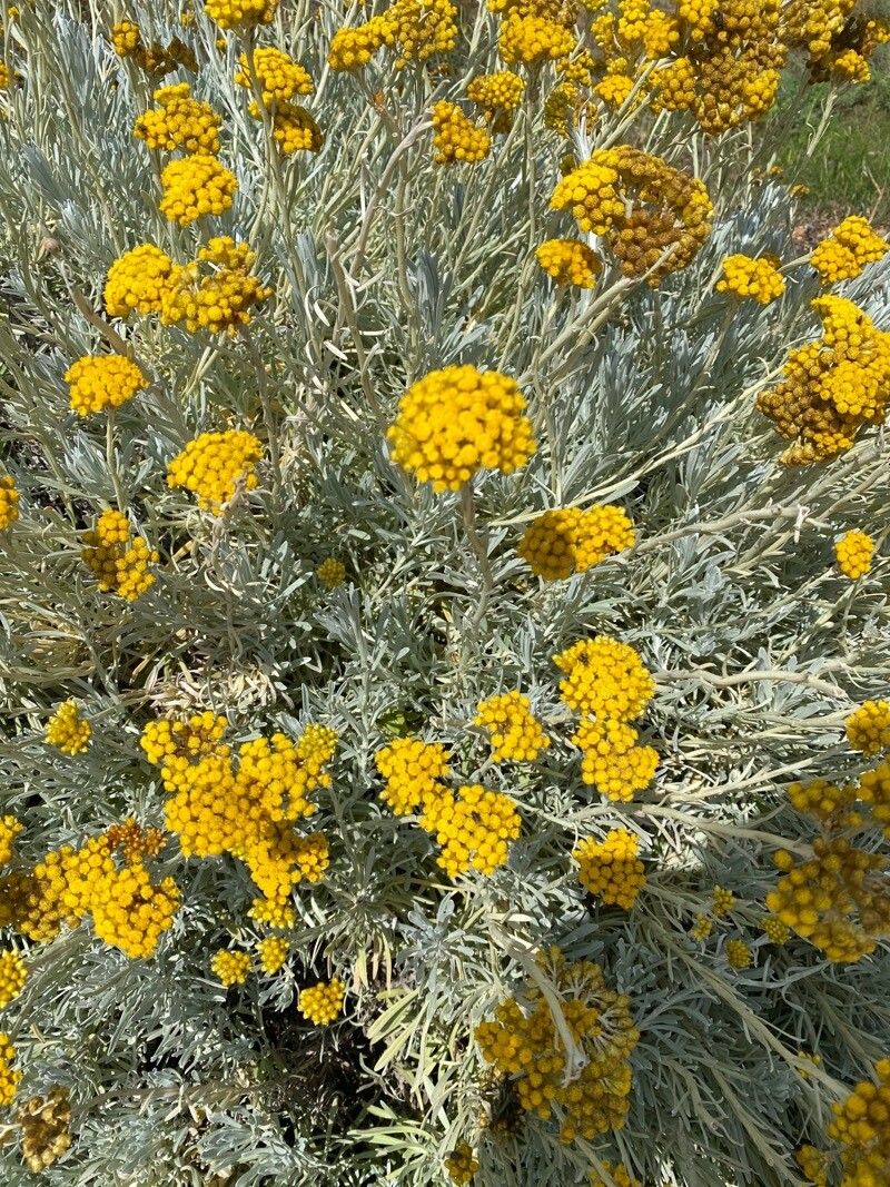 Helichrysum panormitanum flower