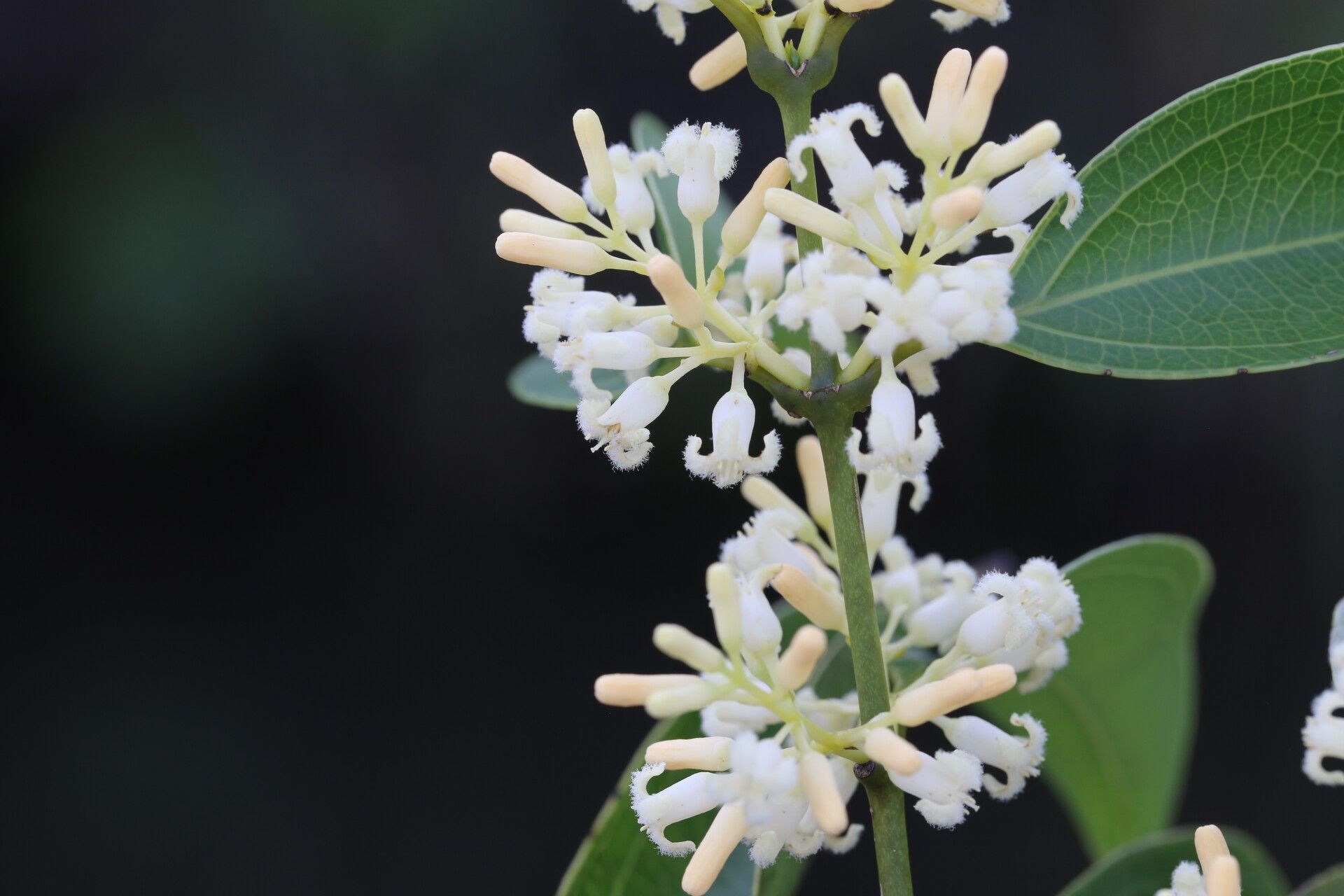 Strychnos xantha — houseplant care guide