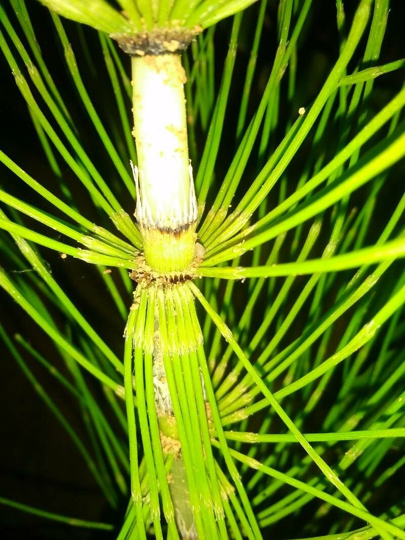 Equisetum x meridionale — search result for 'Equisetum'