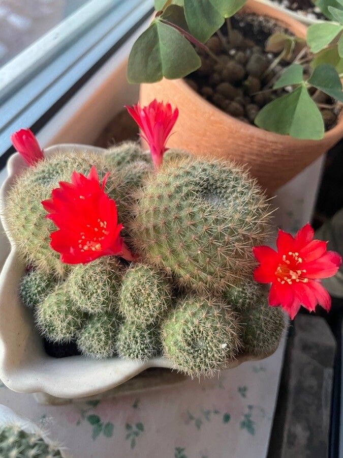 Rebutia spp. — houseplant care guide