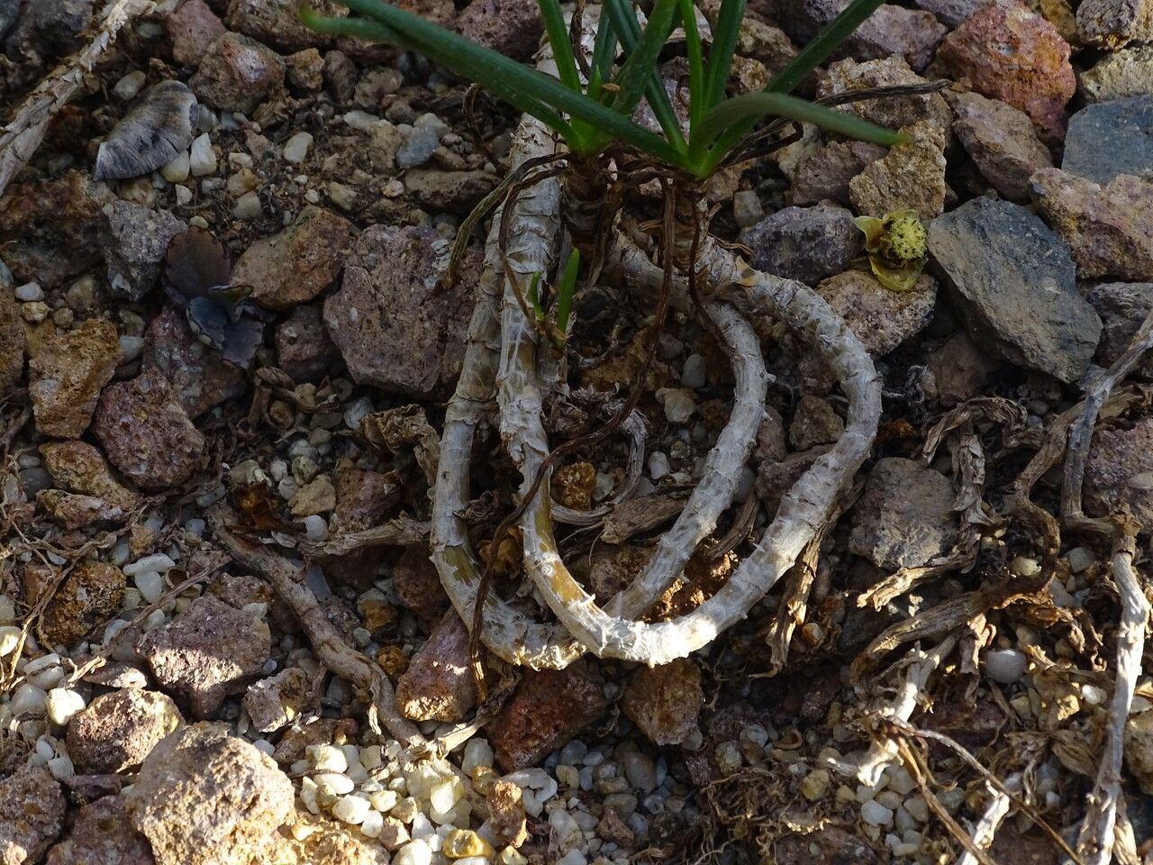 Senecio acaulis bark