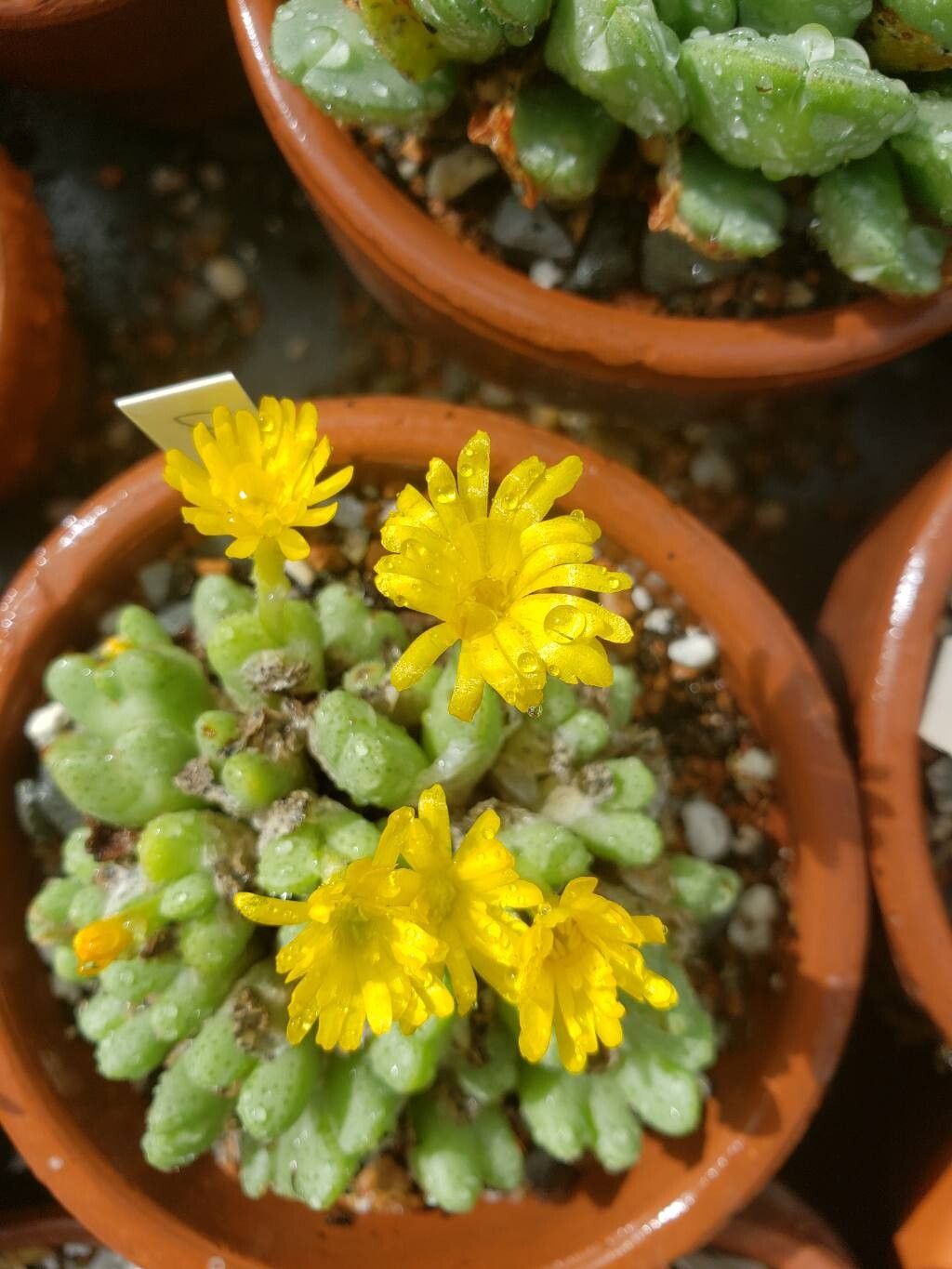 Conophytum tantillum flower