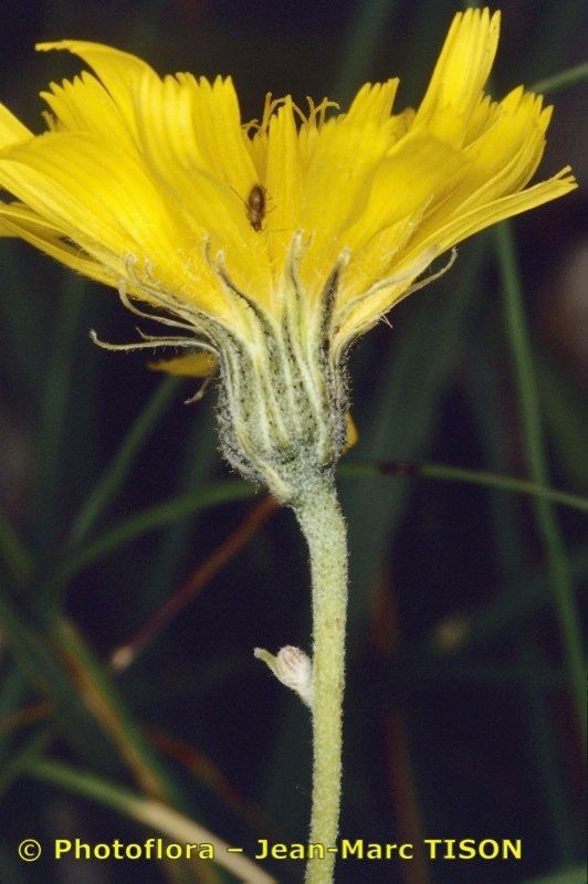 Hieracium chaixianum flower