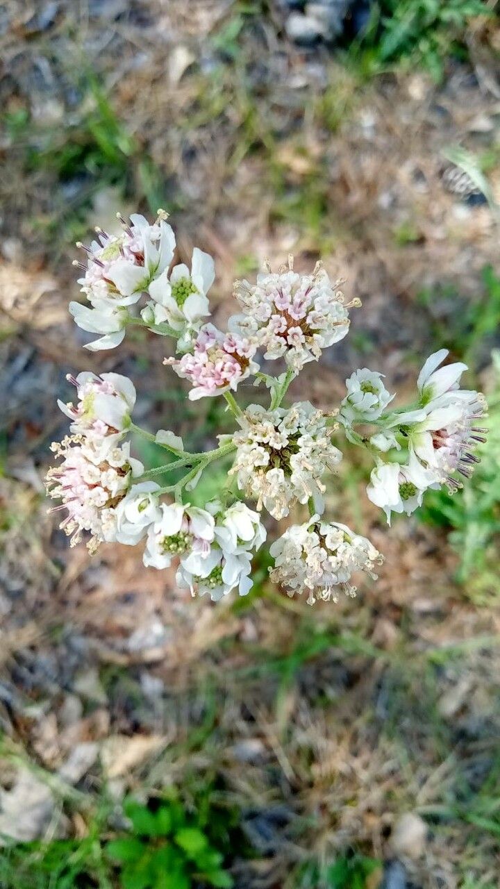 Hymenopappus artemisiifolius flower