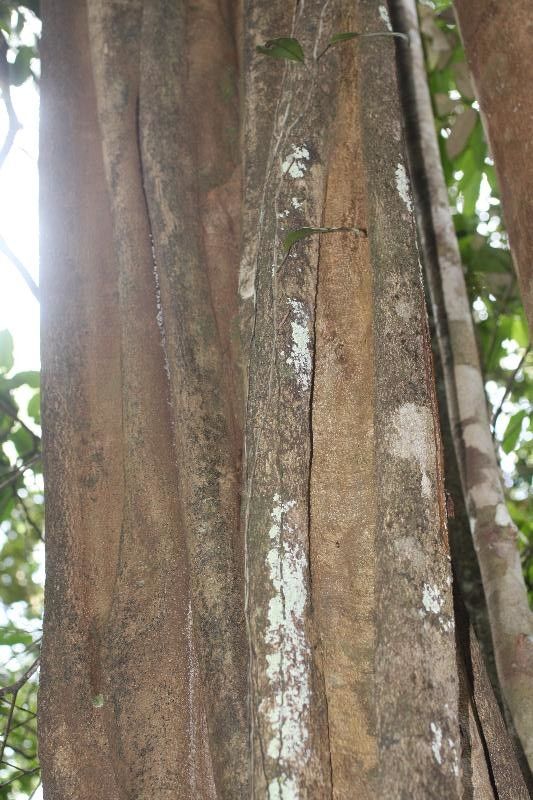 Aspidosperma carapanauba bark