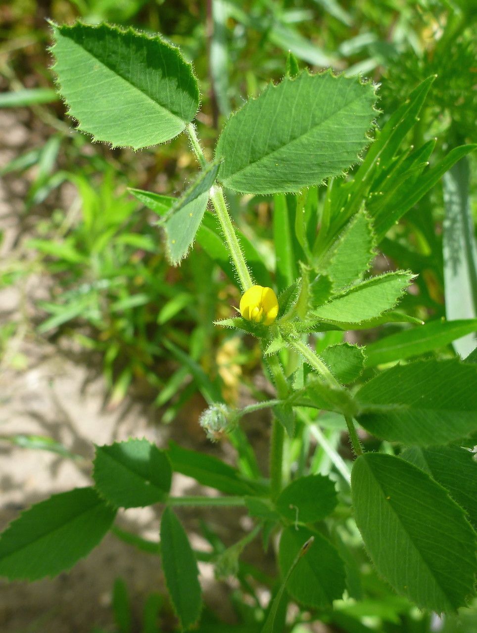 Medicago ciliaris flower