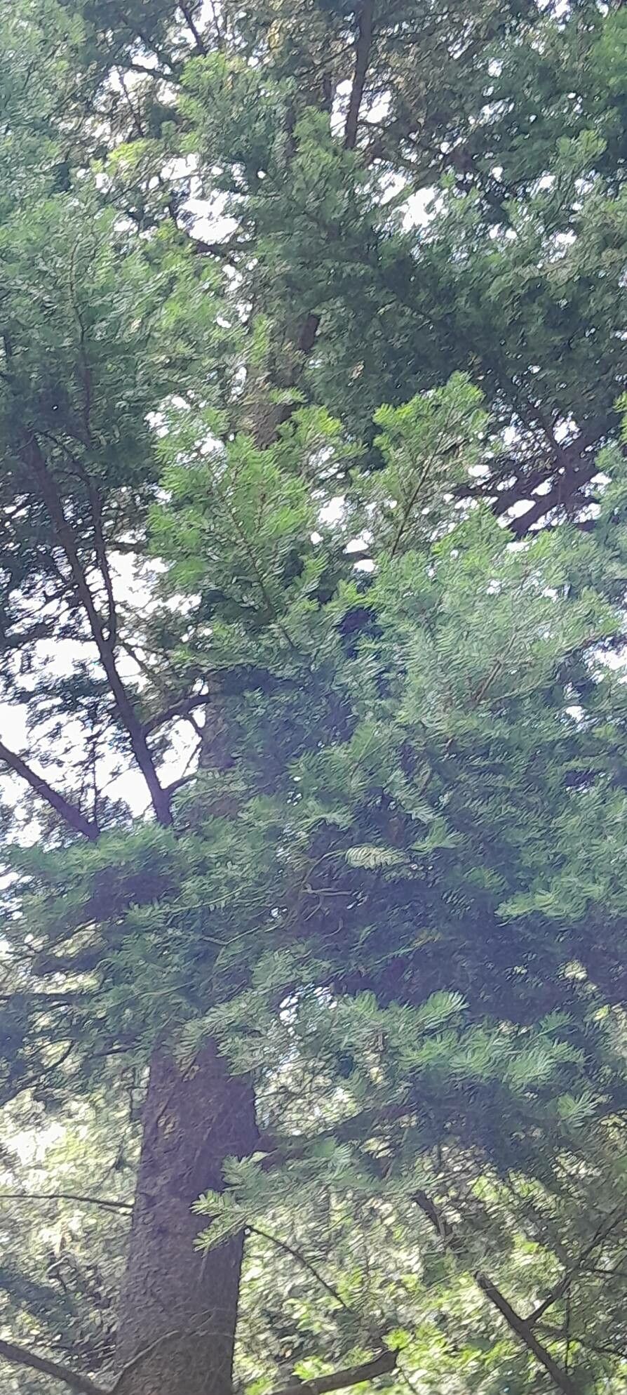 Abies holophylla habit