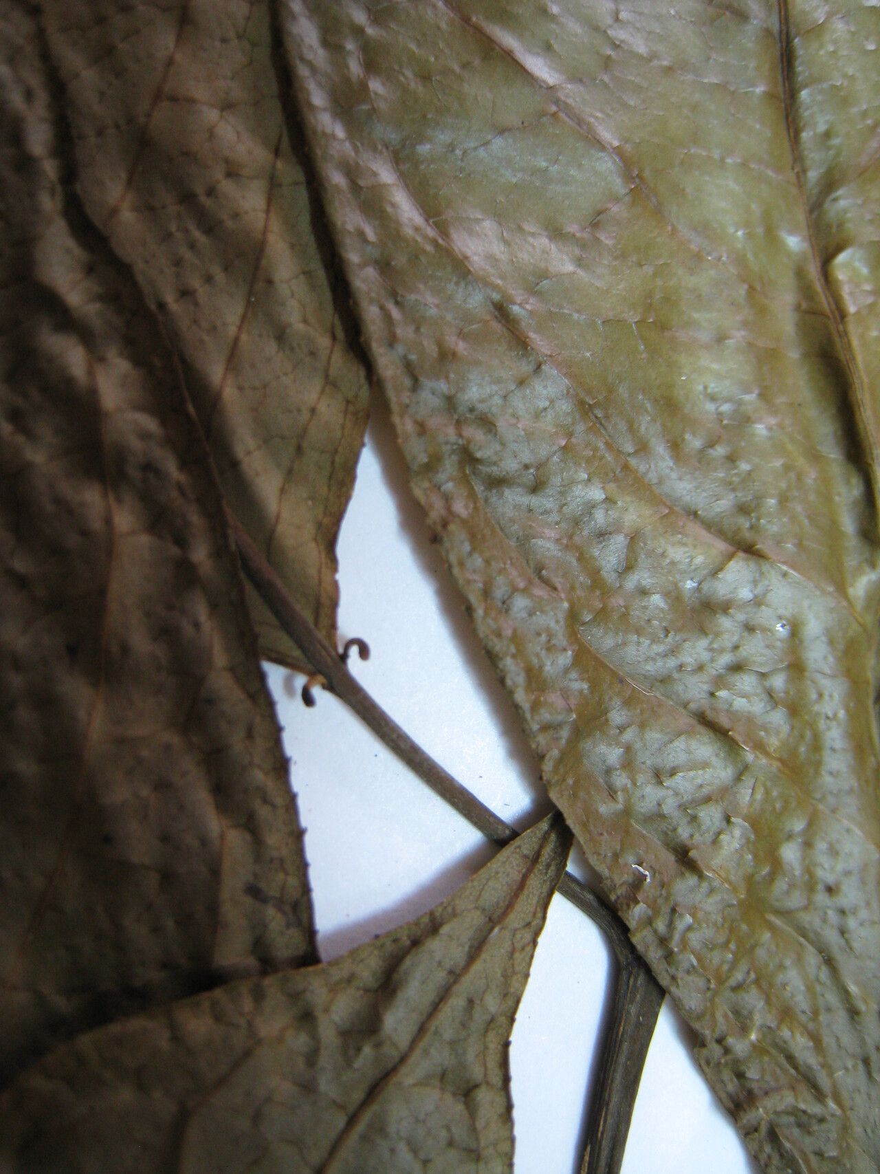 Sapium paucinervium — houseplant care guide