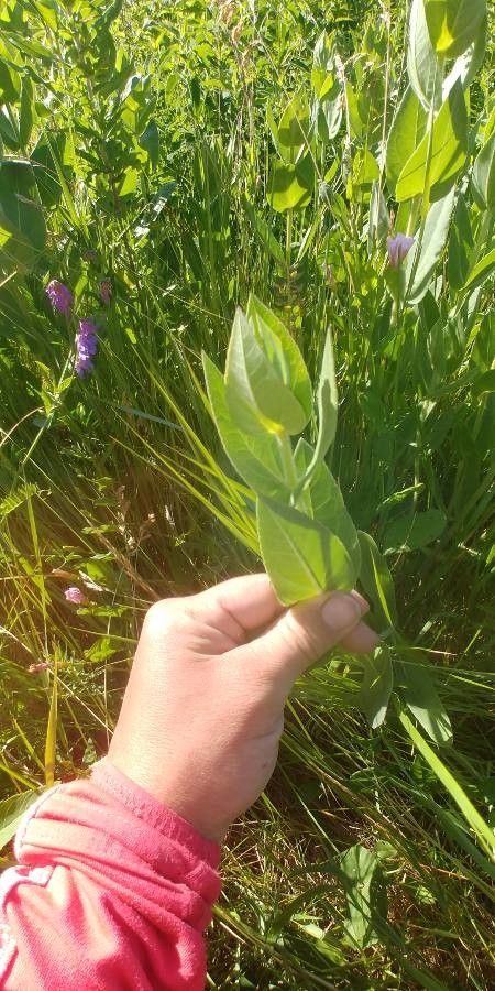 Helianthus mollis — search result for 'Alabama'