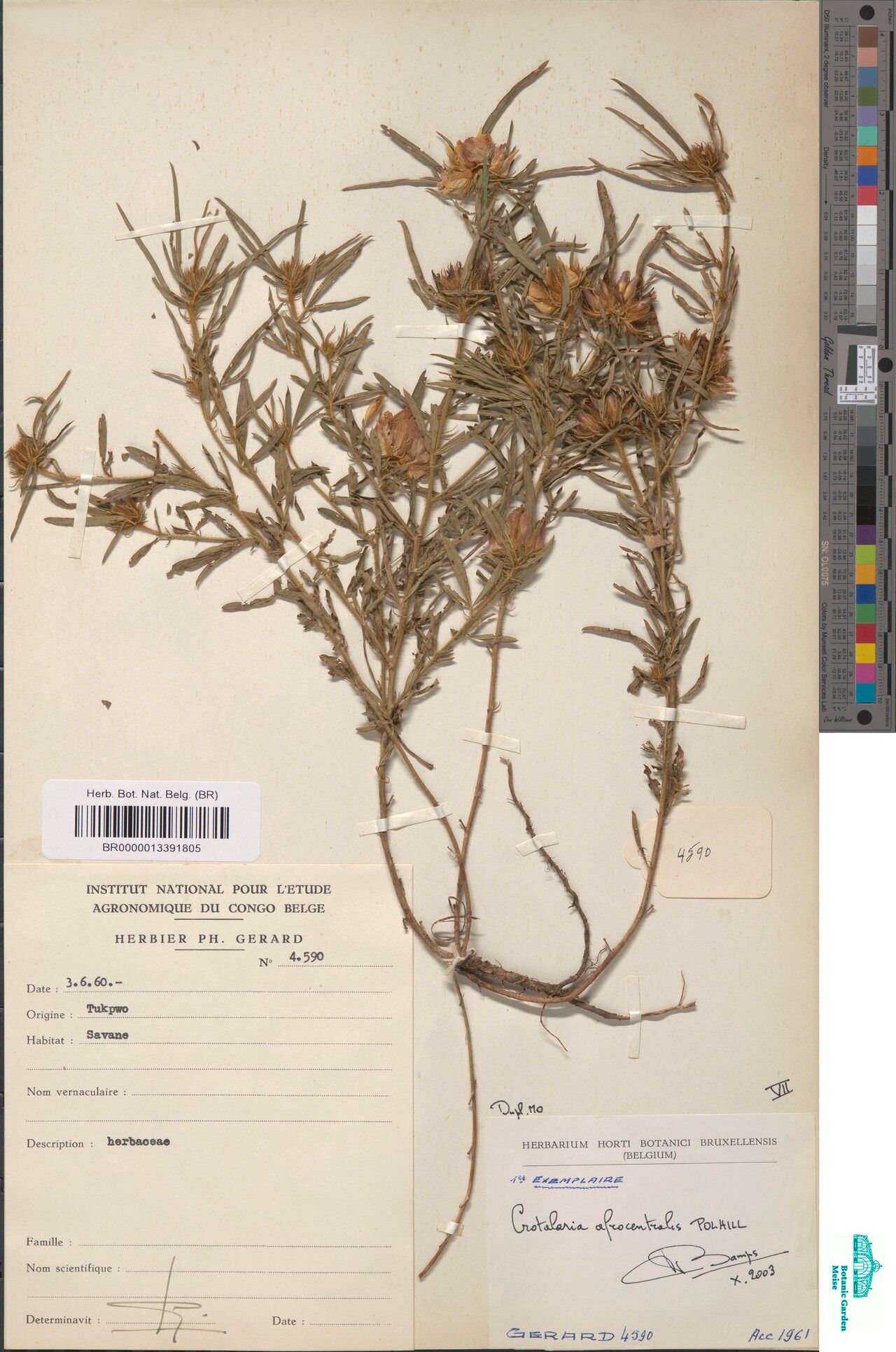 Crotalaria afrocentralis — houseplant care guide