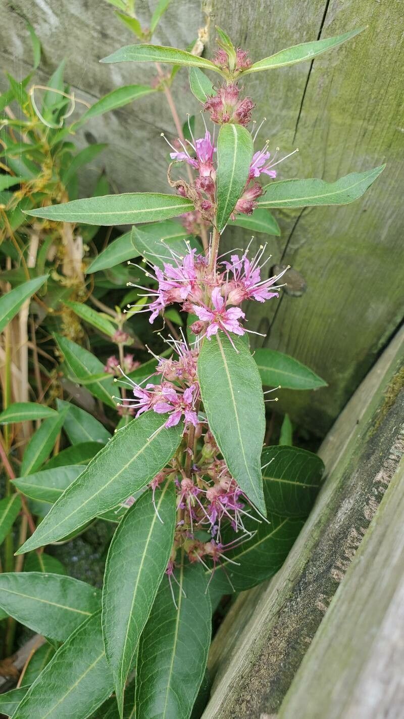 Decodon verticillatus flower