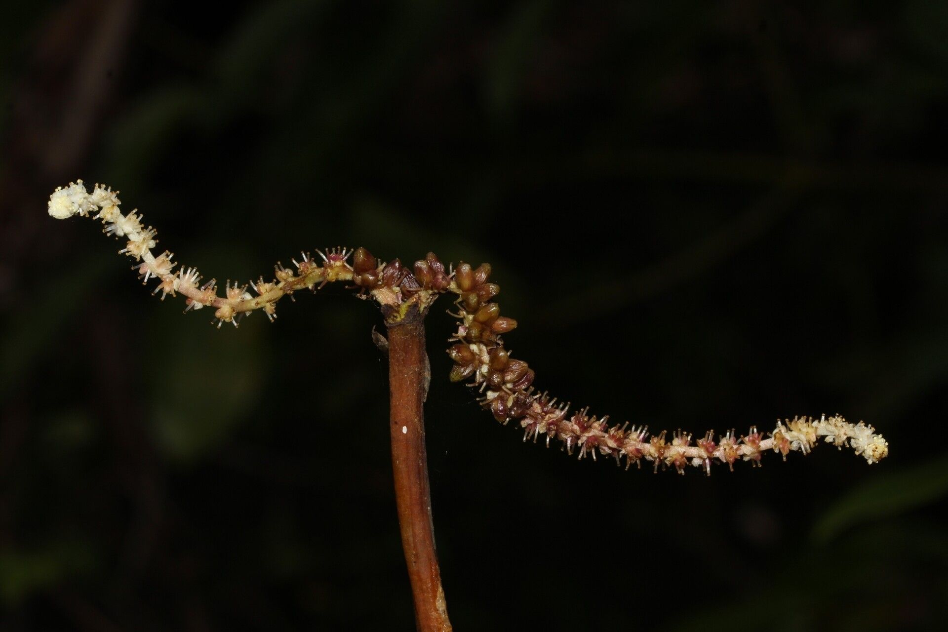 Aponogeton bernierianus fruit