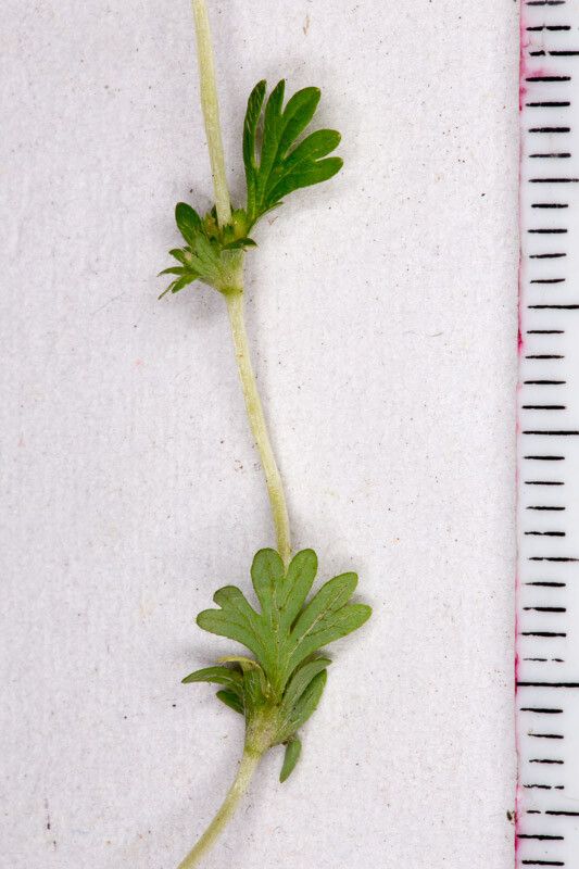 Aphanes arvensis bark