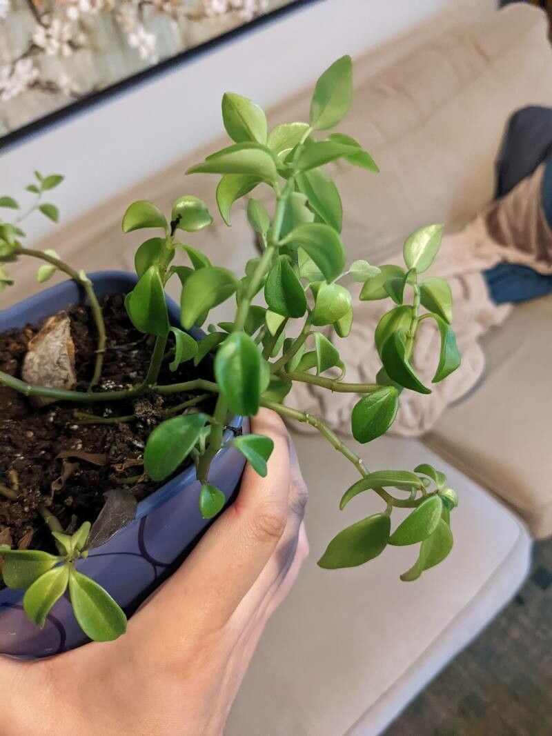 Peperomia humilis leaf