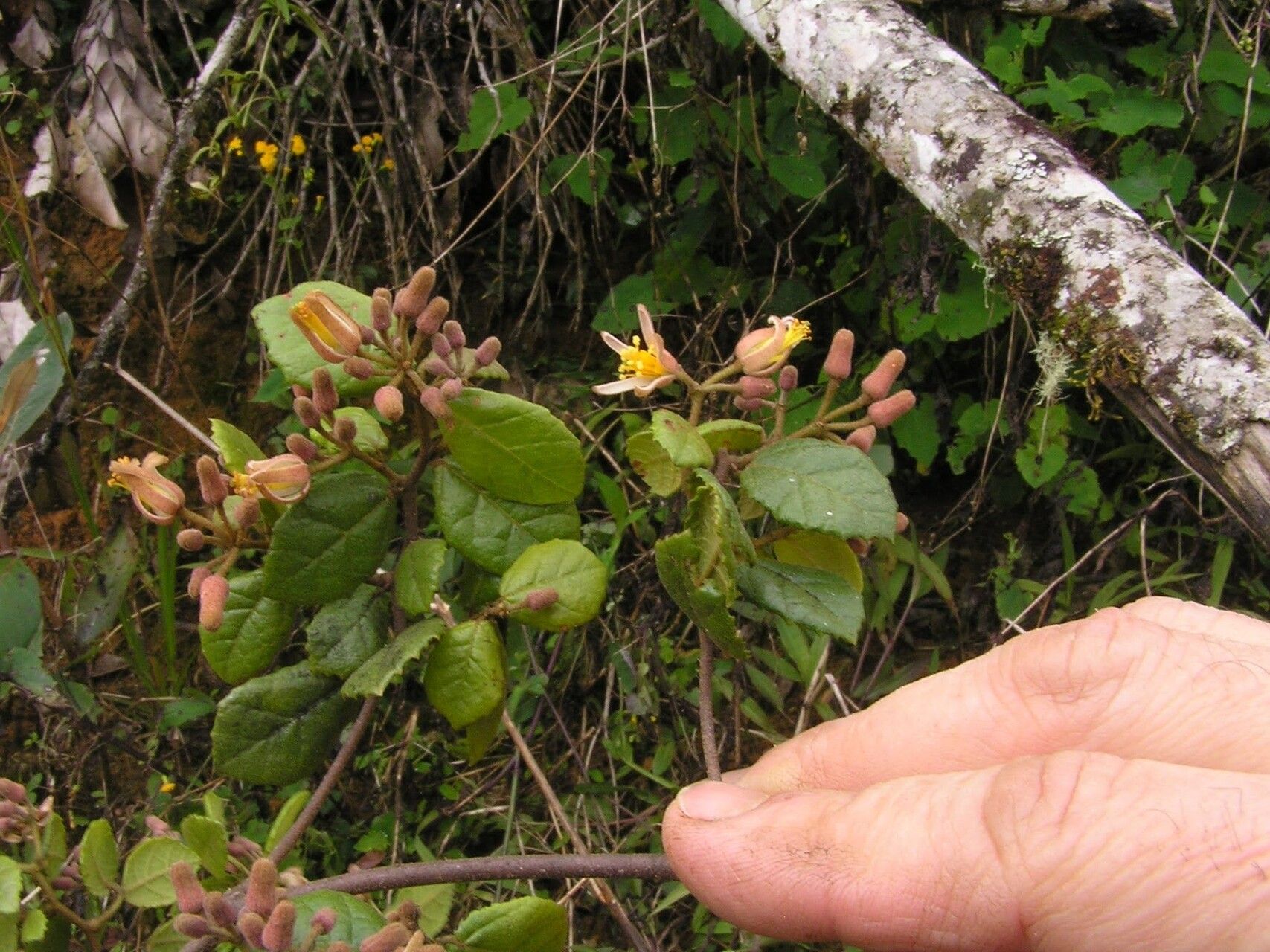 Grewia rabehevitrae — houseplant care guide