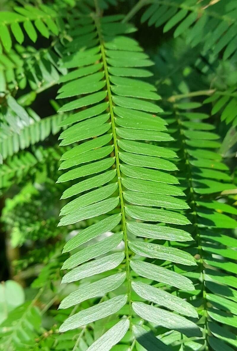 Holocalyx balansae — houseplant care guide