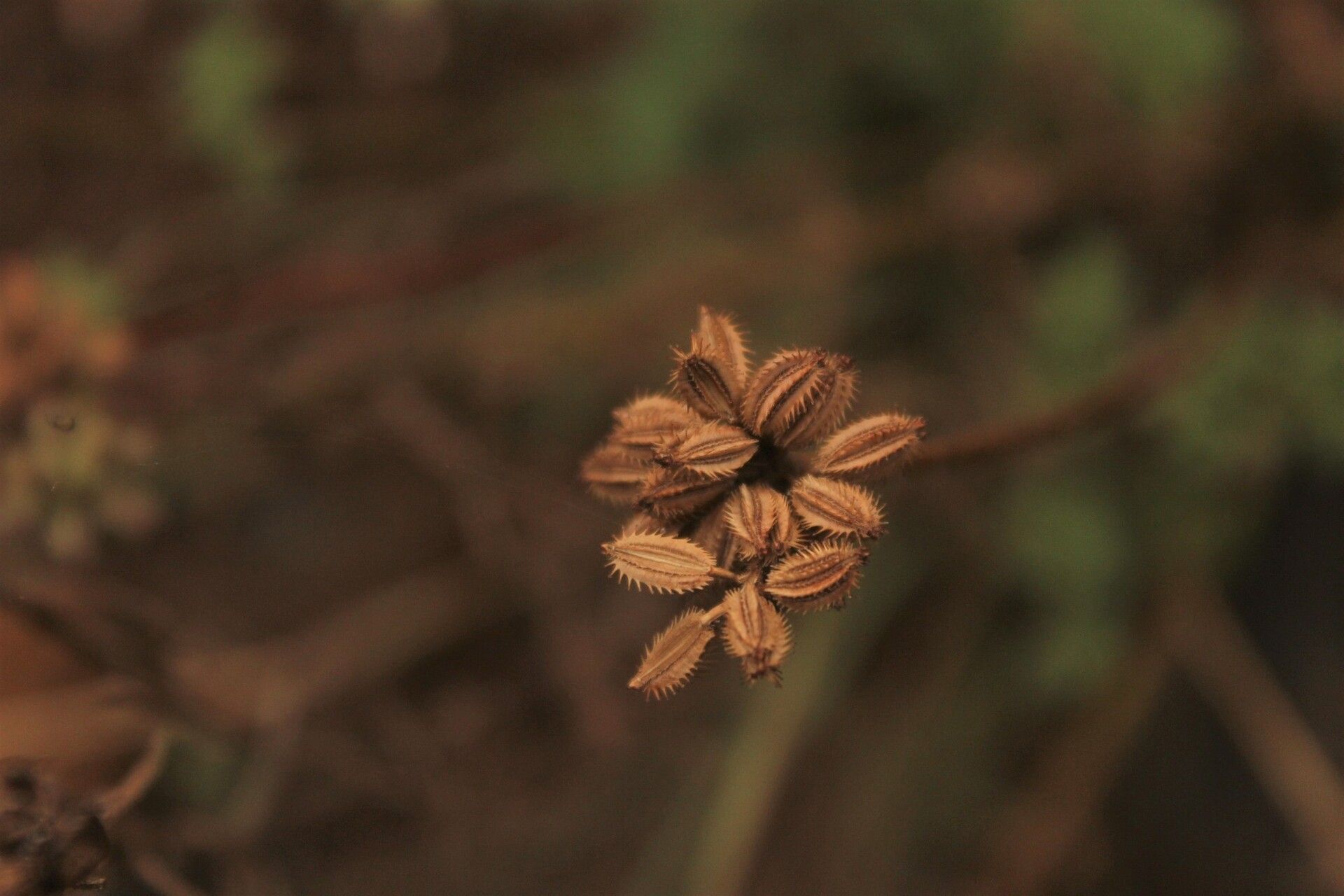 Daucus melananthus — search result for 'Daucus'