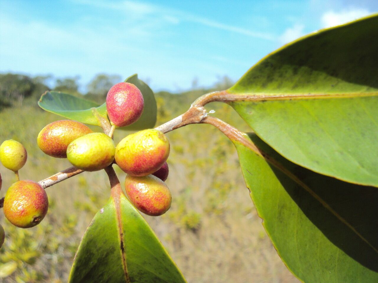 Eugenia astringens — houseplant care guide