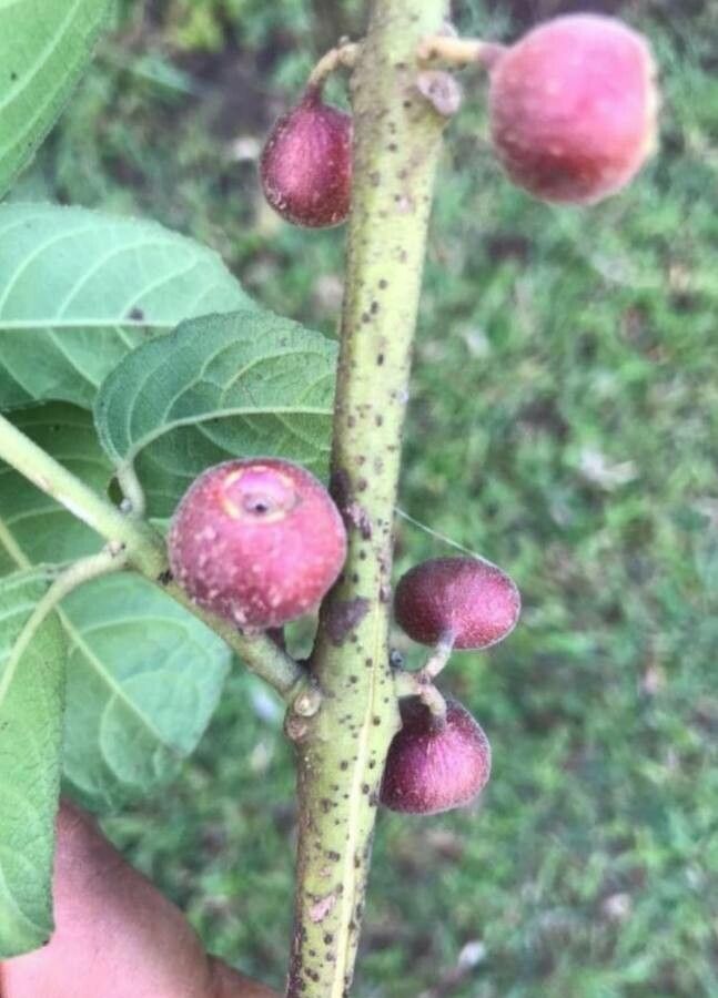 Siparuna brasiliensis fruit