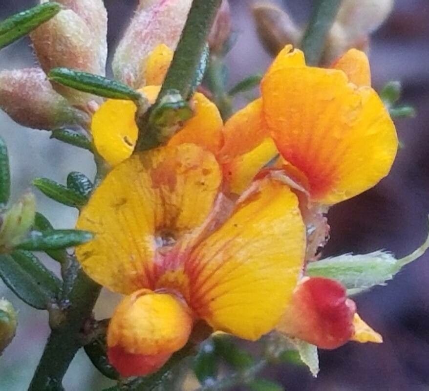 Dillwynia prostrata flower