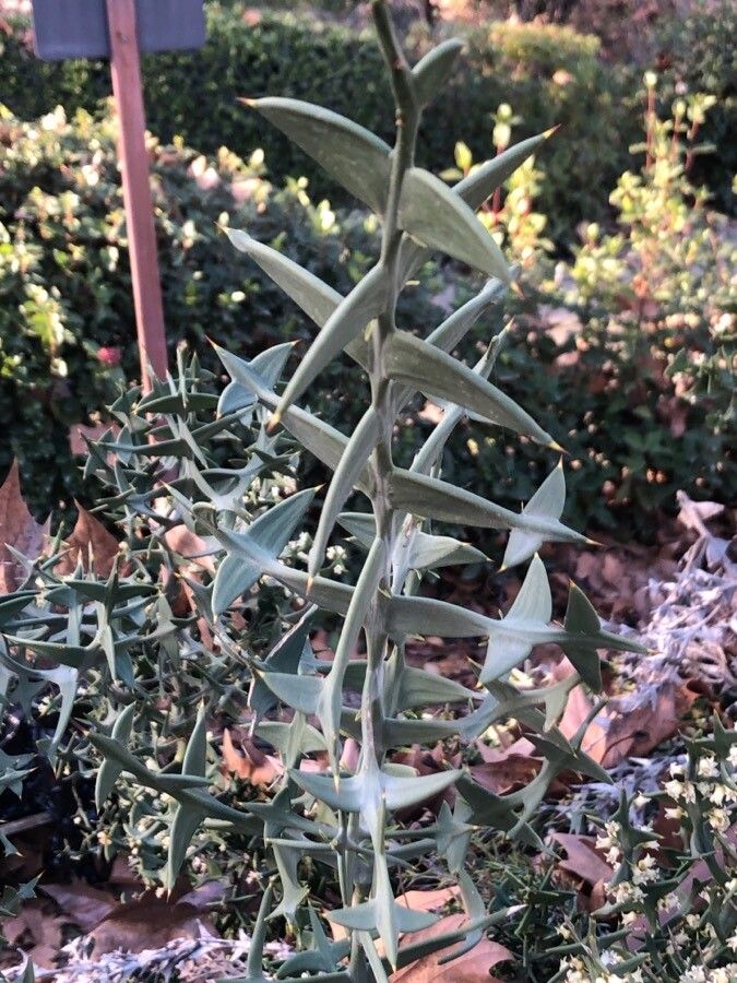 Colletia paradoxa leaf