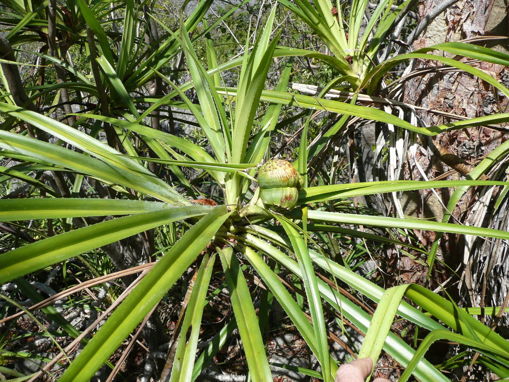 Pandanus biceps habit