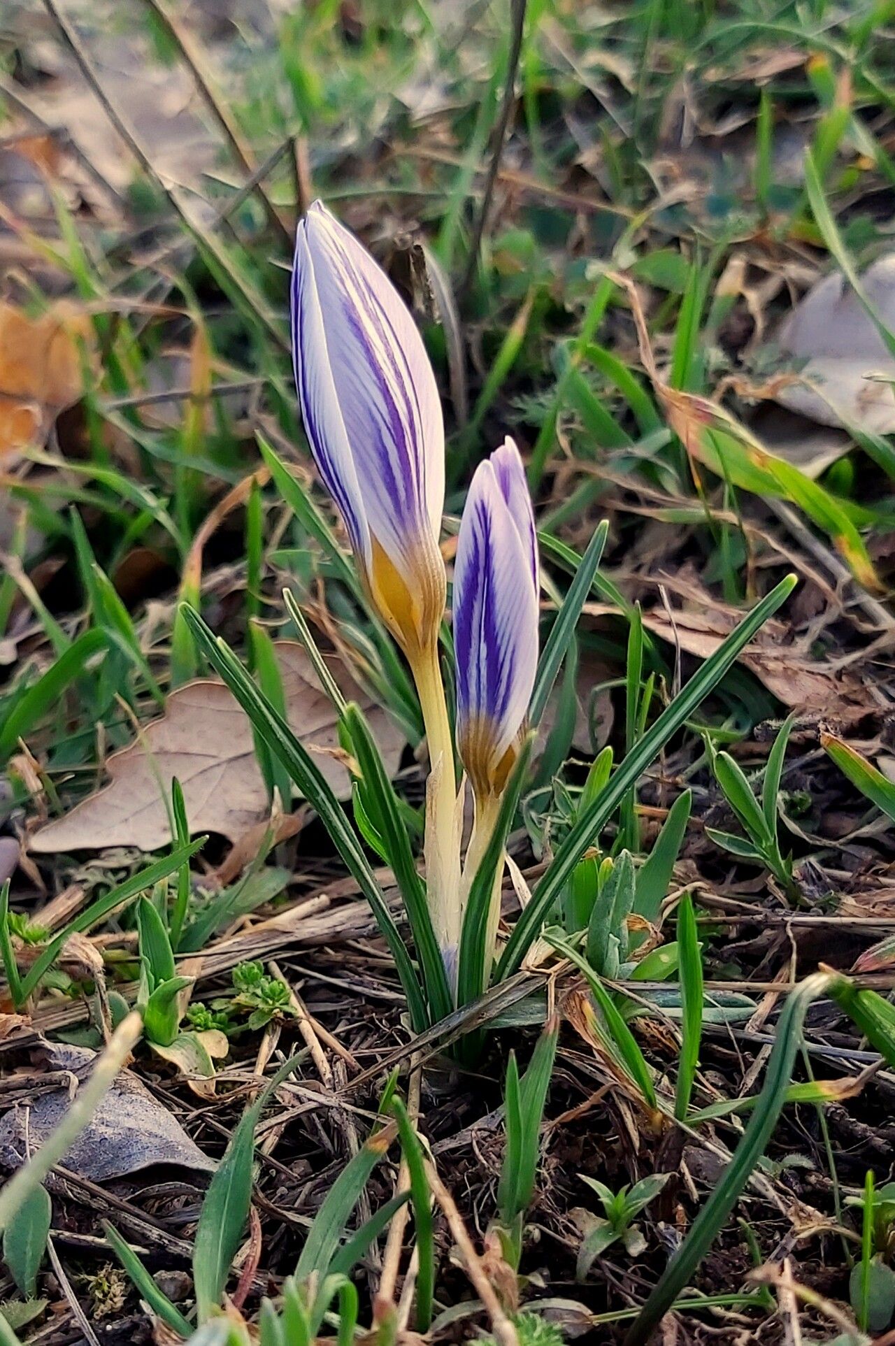 Crocus adamioides flower