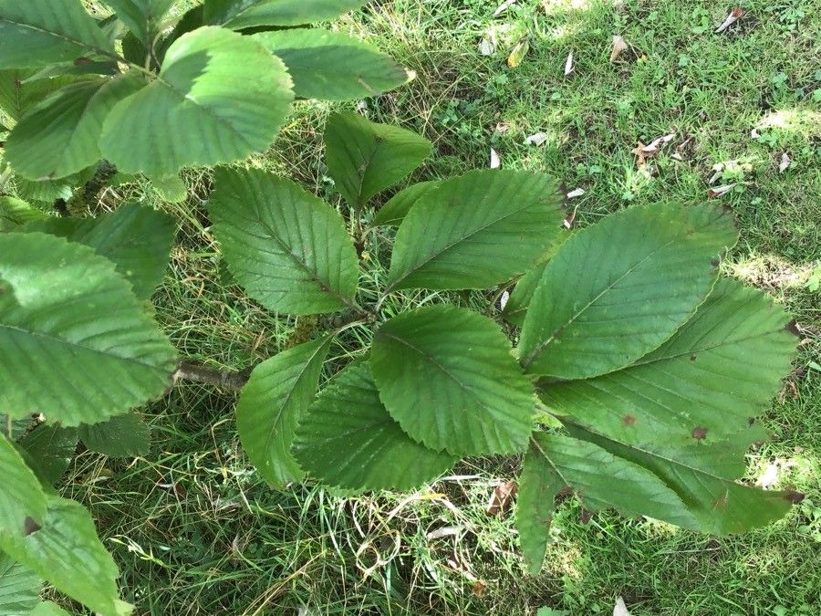 Sorbus porrigentiformis — houseplant care guide