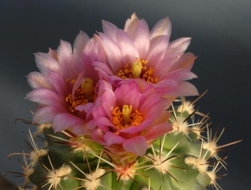 Sclerocactus wrightiae flower